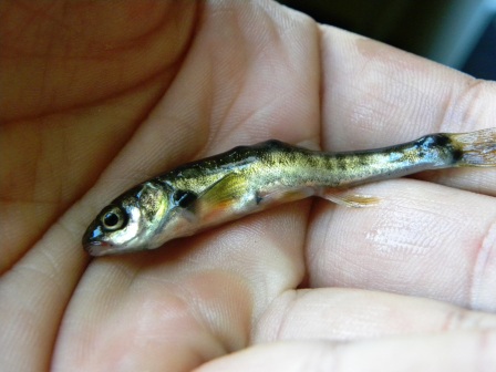 sanguinerola con malattia da identificare